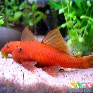 Аквариумная рыбка Анциструс Красный фото, цена. Купить рыбку для аквариума